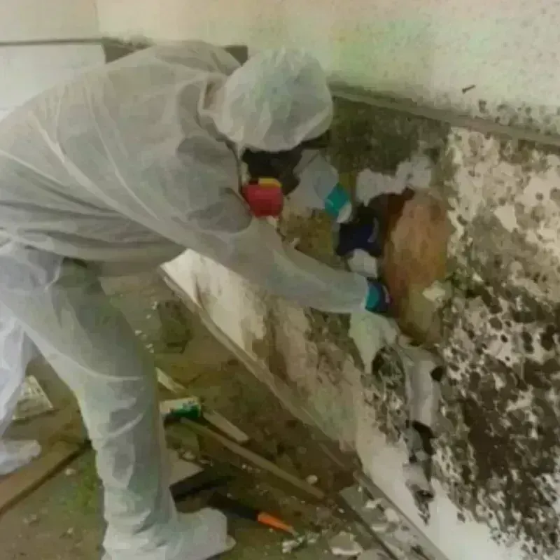 Mold Remediation and Removal in Richmond, MI